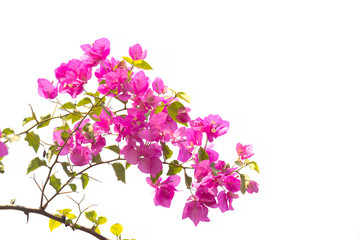 bougainvilleas isolated on white background. Paper flower .