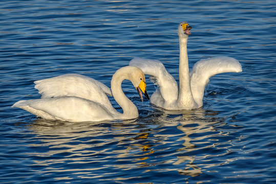 swans lake sing couple birds