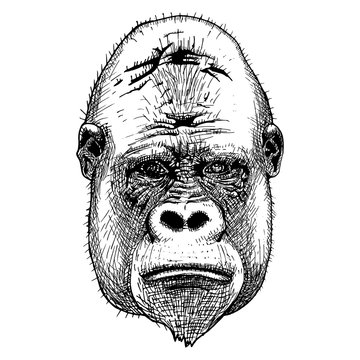 Gorilla portrait. Detailed hand drawn style.