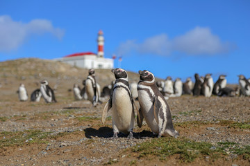 Pair of Magellanic penguins with lighthouse in background on Magdalena island, Chile  © Michael