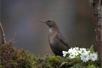 Amsel Weiblich