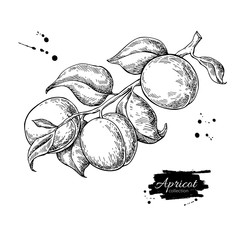 Apricot branch vector drawing. Hand drawn isolated fruit. Summer