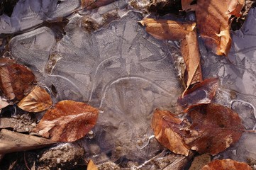 Herbstblätter im Eis