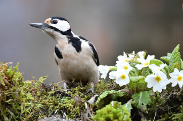 Buntspecht Männlich