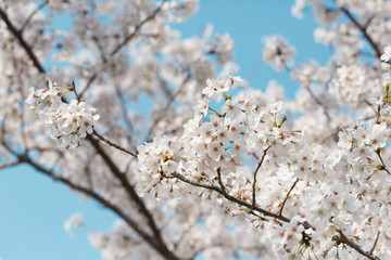 白い桜と青