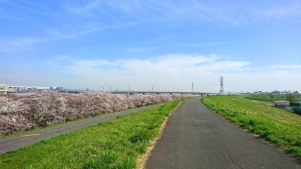 Fototapeta na wymiar 桜並木と散歩道