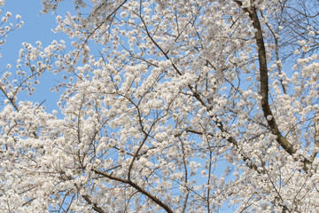 満開の桜