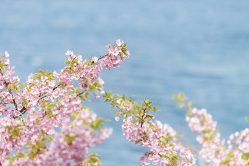 駿河湾と桜