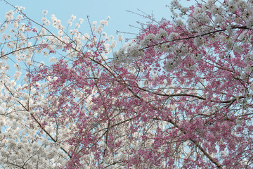 ピンクの桜