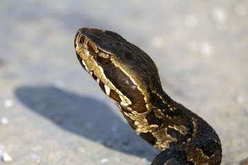 cottonmouth 