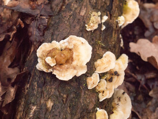 white bracket moss lichen fungus fungi growing on wood bark stump damp outside in forest floor