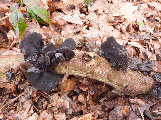 witches butter black fungi fungus growing on log forest floor spring; Exidia glandulosa