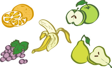 Fruit set. Colored vector illustration