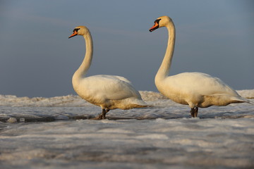 zwei Schwäne im Schnee im Abendlicht