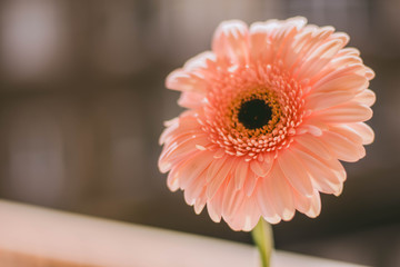 Flower Gerbera