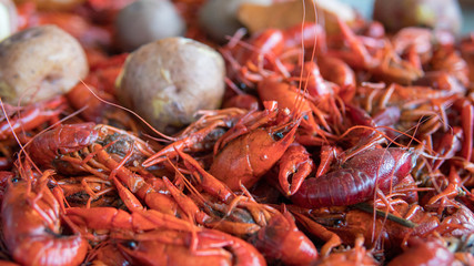 crawfish