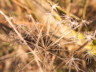 close up dead plant stem pretty arrangement nature