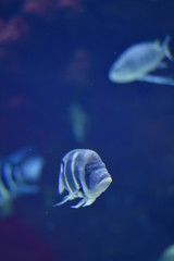 Fishes in an aquarium