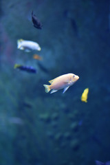 Fishes in an aquarium