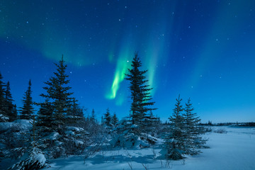 Aurora Borealis And Forest