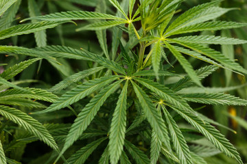 Green leaves of marijuana plant