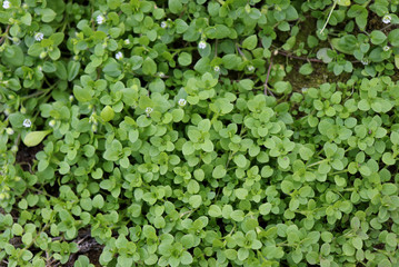 Chickweed ,Stellaria media in the garden. The plants are annual and with weak slender stems, they reach a length up to 40 cm.