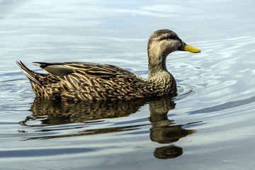 Female Mottled duck (ANAS fulvigula)