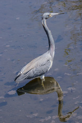 Breeding Adult Tricolored Heron (Egretta tricolor) wading