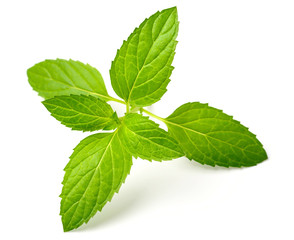 fresh peppermint leaves isolated on white