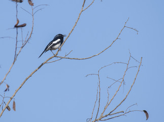 Bird: Close up of Male Oriental Magpie Robin Perched on a Branch of a Tree and Singing