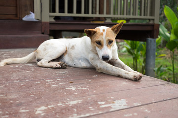 Close Up Thai White Brown Dog Sitting On The wood floor.