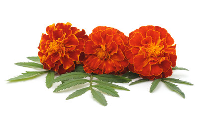 Three orange flowers.