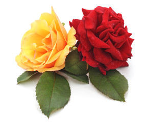 Red and yellow roses.