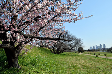 Fototapeta premium 多摩川河川敷 桜の木と高層ビル群