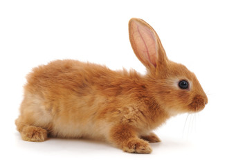 Obraz premium One red rabbit.