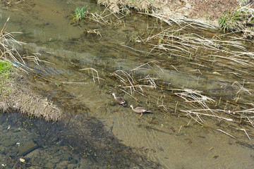 川にいるカモ
