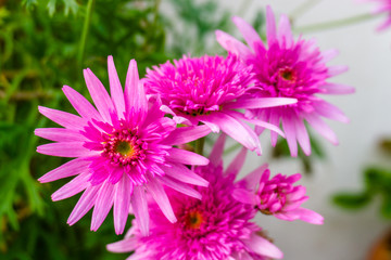 Obraz premium Beautiful pink flower in a blur background with flowers. pink marigold.