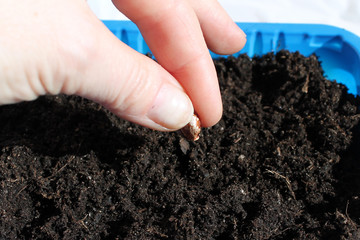 hand puts the seed in the ground