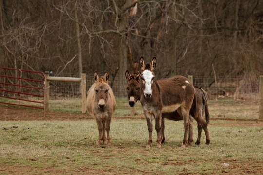 A trio of miniature donkeys in their winter pasture.