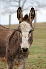 Naklejka na ściany i meble A miniature donkey with a white face and perked up ears.