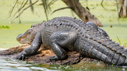 Alligator