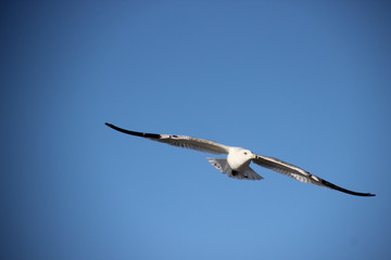 soaring gull