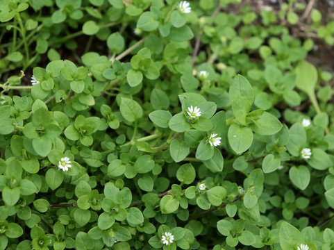 Chickweed ,Stellaria media in the garden. The plants are annual and with weak slender stems, they reach a length up to 40 cm.