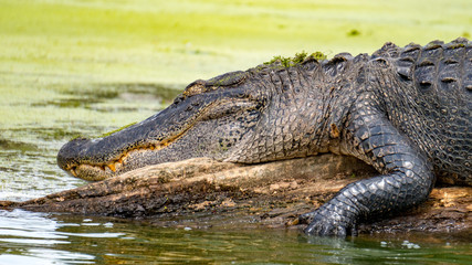 Alligator