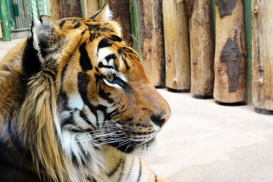 Closeup side portrait of a beautiful Sumatran tiger, look at right