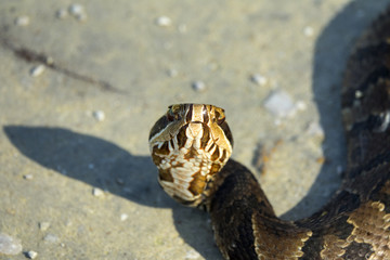 Cottonmouth