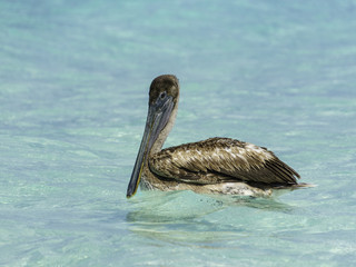 Brown Pelican Swimming in Green Ocean Water