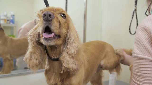 Groomer cuts nails on paws to cocker spaniel