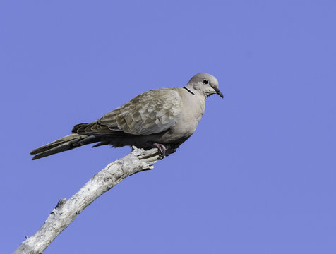 Eurasian Collared Dove Portrait on Blue Sky