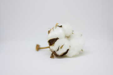  Branch of cotton
